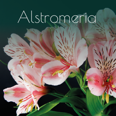 Alstromeria