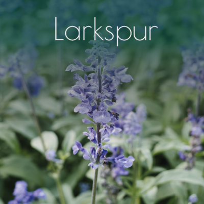 Larkspur