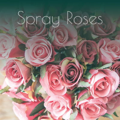 Spray Roses