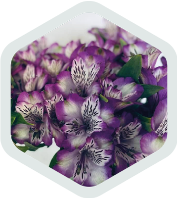 Alstromeria_Lavender_Splendor