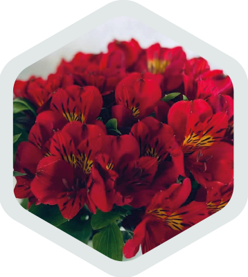 Alstromeria_Orange_Angelina