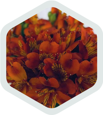 Alstromeria_Orange_Flame