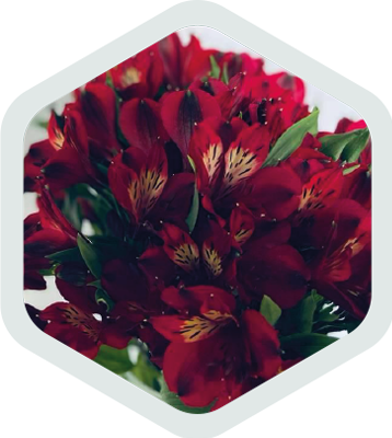 Alstromeria_Red_Merci