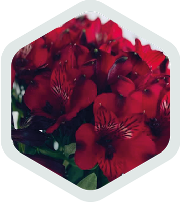 Alstromeria_Red_Romance