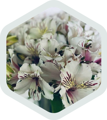 Alstromeria_White_Himalaya