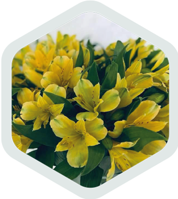 Alstromeria_Yellow_Estrada