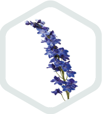 Larkspur_SEA WALTZ