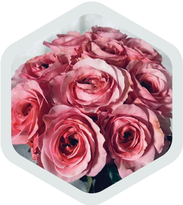 Roses_Pink_PinkX-Pression