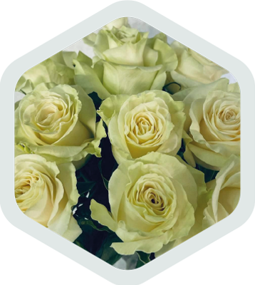 Roses_White_Mondial