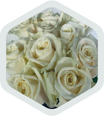 Roses_White_Tibet