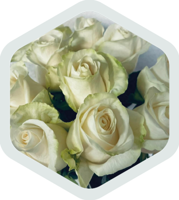 Roses_White_Vendela