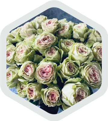 SprayRoses_Green_Aurora