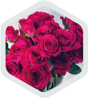 Spray Roses_HotPink_Andromeda