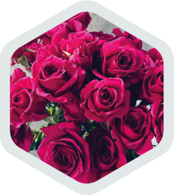 Spray Roses_HotPink_HotMajolica