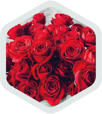 Spray Roses_Novelty_Antares