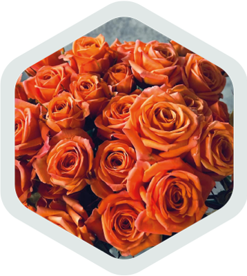 Spray Roses_Orange_Deep Sunset