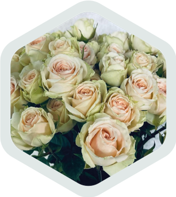 Spray Roses_Peach_Atria