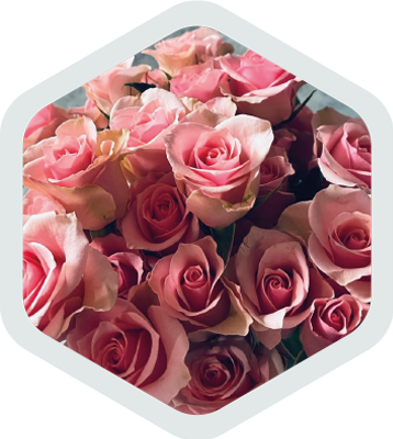 Spray Roses_Pink_Aries