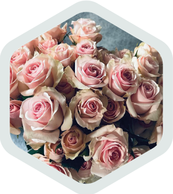 Spray Roses_Pink_Gamma