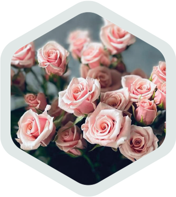 Spray Roses_Pink_Majolica