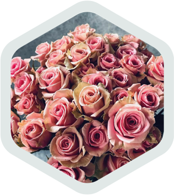 Spray Roses_Pink_Vega