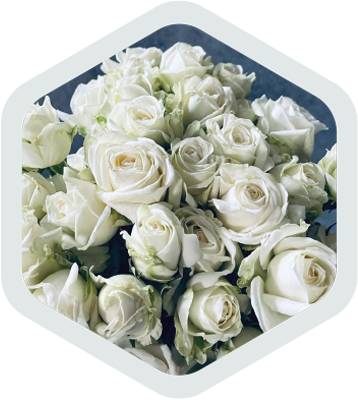 Spray Roses_White_Bliss Storm