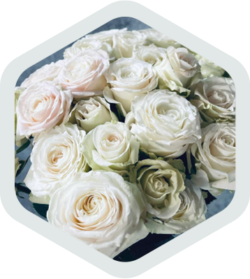 Spray Roses_White_Polaris