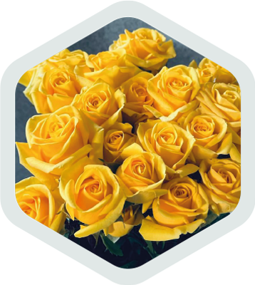 Spray Roses_Yellow_Equinox