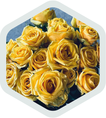 Spray Roses_Yellow_Soltstice